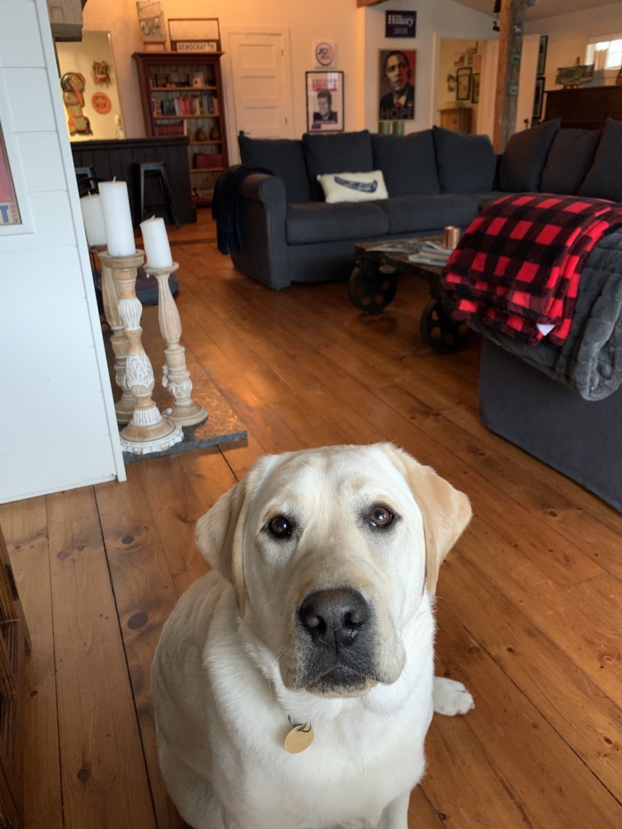 DaisyGrp's tweet photo. Our VP of Public Pawlicy, Joey R. Kinsella is actively lobbying to meet more political dogs on twitter. He'd like you to reply with your #DaisyDogs. https://t.co/7FbDNkWB7d