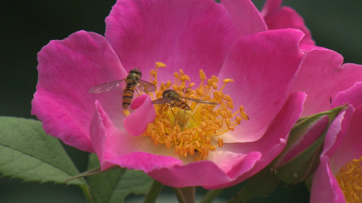 GWandShows's tweet photo. We've got a smorgasbord of floral delights heading your way on #GardenersWorld tonight. Roses, peonies, delphiniums, clematis, iris and dahlias all take centre stage as we look ahead to summer. See you at 9.00pm @BBCTwo after #bbcchelsea 😎🌹🌺 #FridayFeeling #BankHolidayWeekend https://t.co/TtqJ1dVFil