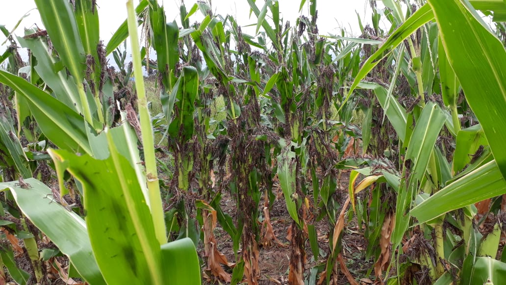 Ver imagem no Twitter