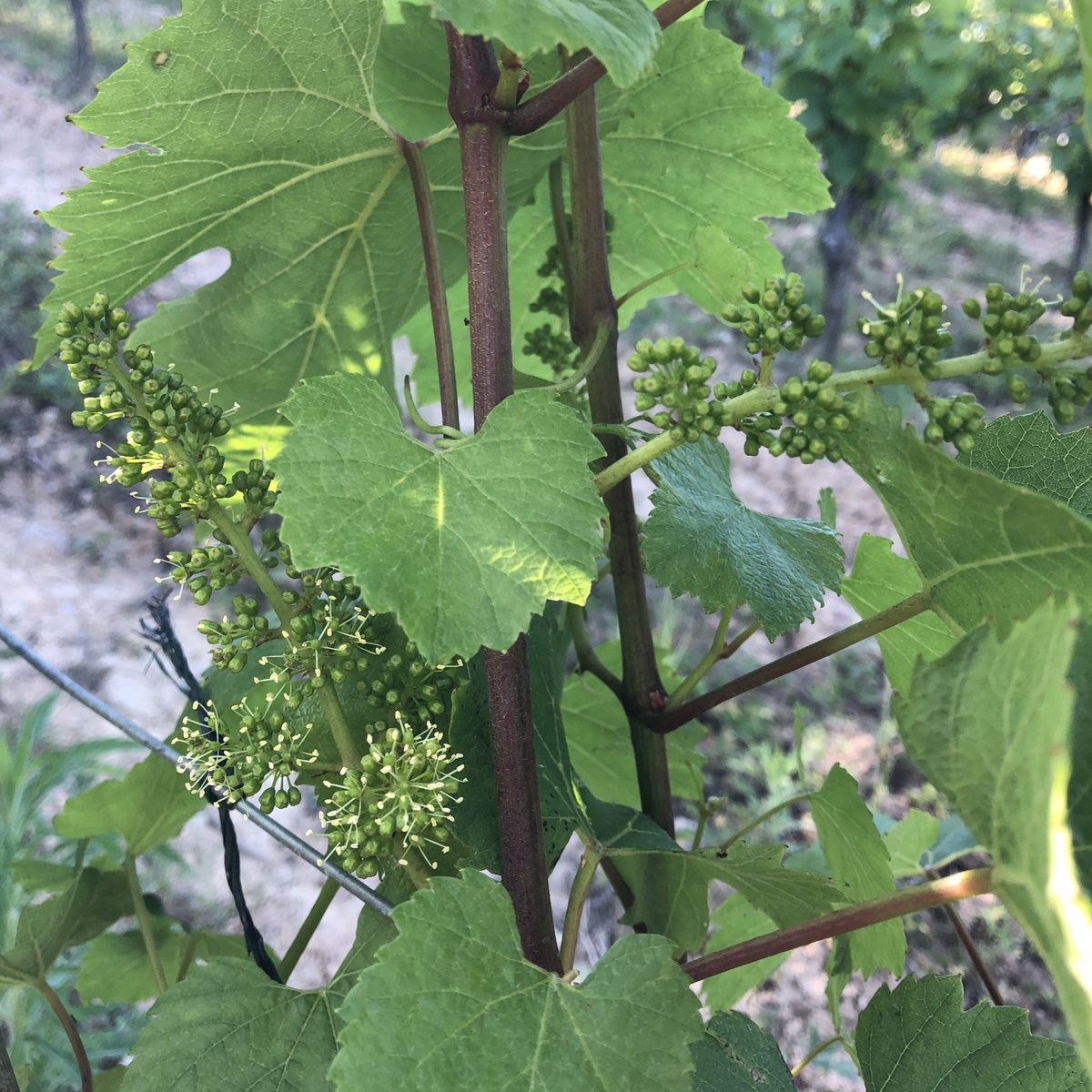 jbernatas's tweet photo. Il est l’heure de la fleur #domainebernatas #limoux #vin #wine #winelovers #winesofnature #organicwine #vino #biodynamie #vinsdevignerons #chardonnay https://t.co/tk3h9qum3Y