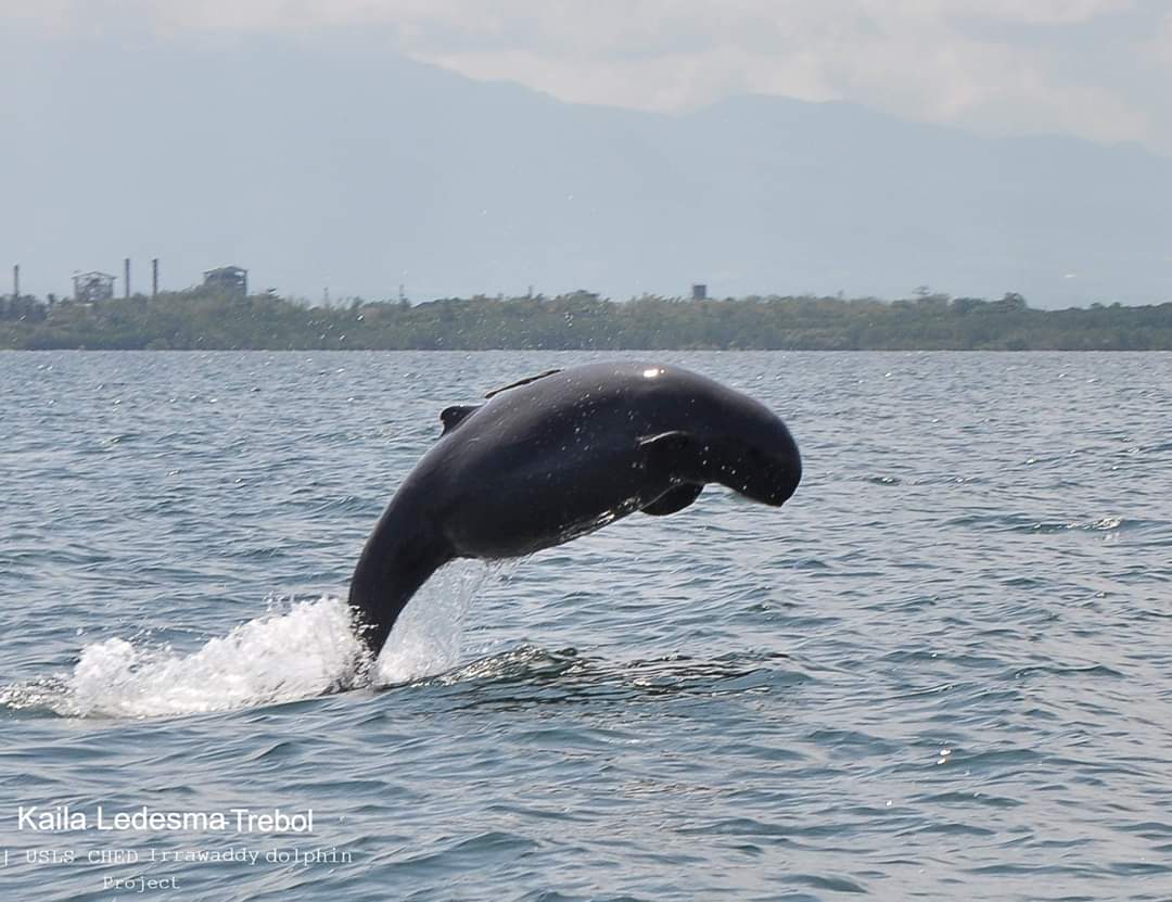 Not an endemic but because of their patchy distribution and small population size in the Philippines, I'm spotlighting Irrawaddy  #dolphins too. Here's a pregnant mum spotted in Guimaras Strait last year on one of  @makoy28's surveys!  #IDB2020  #BiodiversityDay