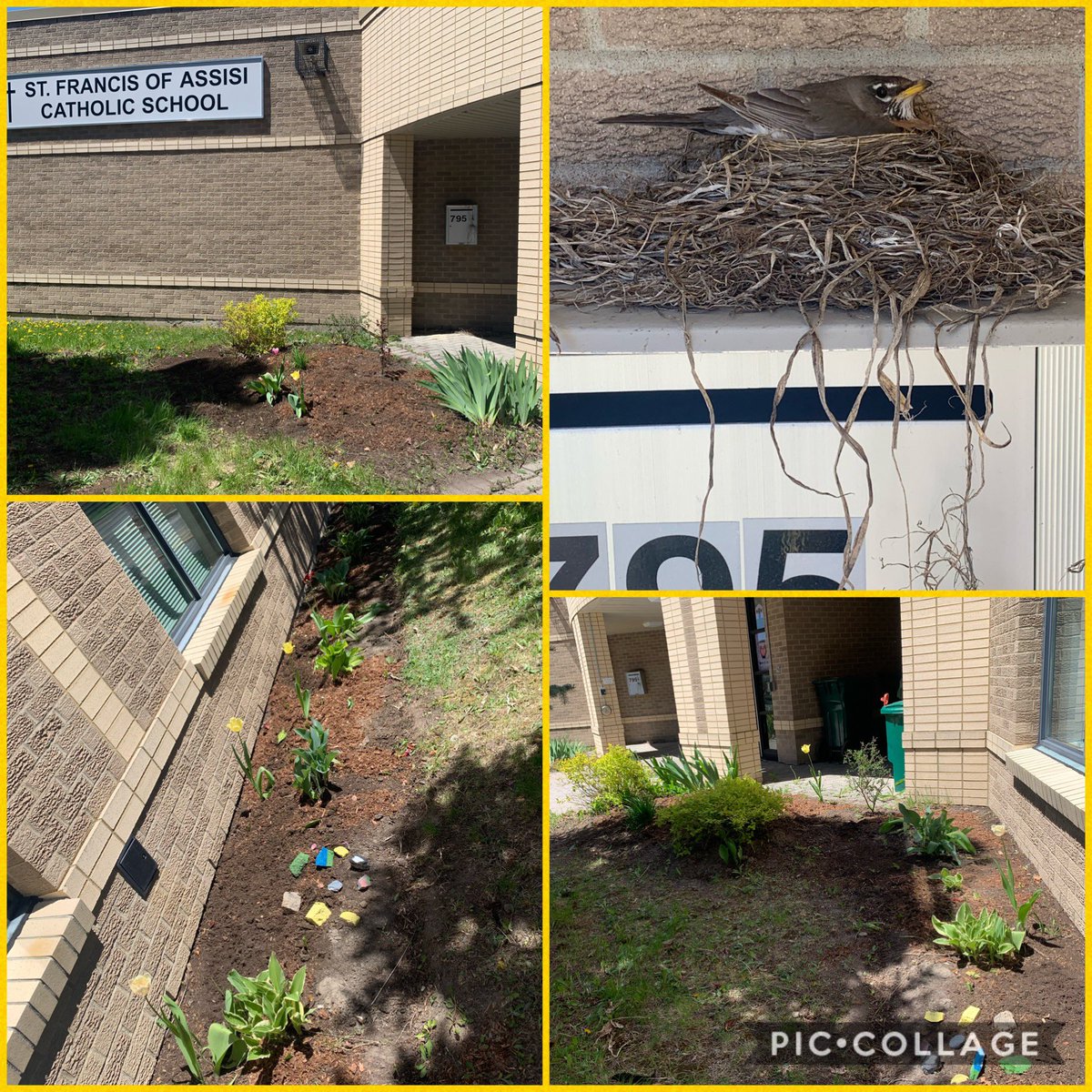 It was time to clean up the @AssisiOCSB front entrance! Thanks to @mcgarrym for dropping off the compost and mulch! All ready for new plants to blossom! It was nice to see Franny the bird protecting her babies too! @EcoSchoolsCAN @OCSBeco #ocsbathome