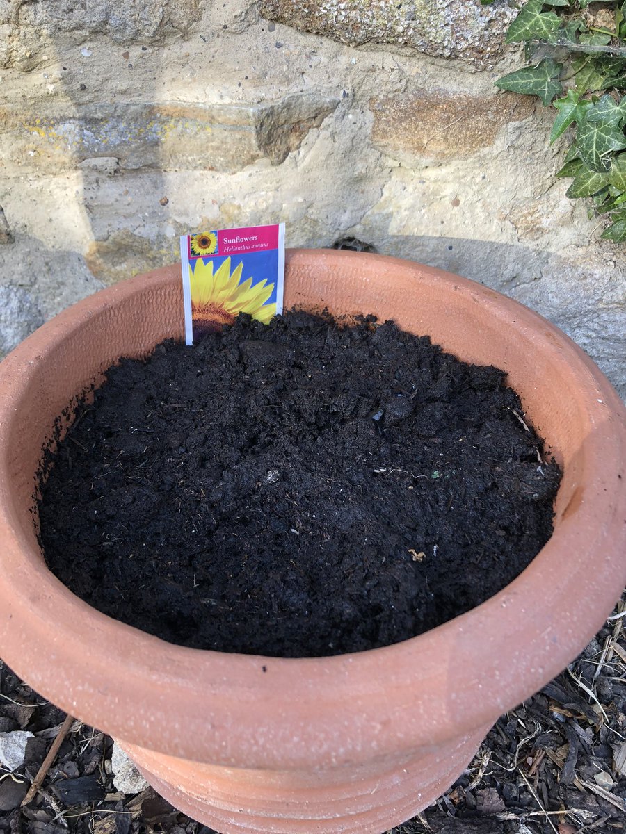 adaptcomms's tweet photo. Just in time @FrancescaGManca (they arrived today) @UnderwingLpl #Underwing #SunflowerCompetition https://t.co/sihGNYzCki