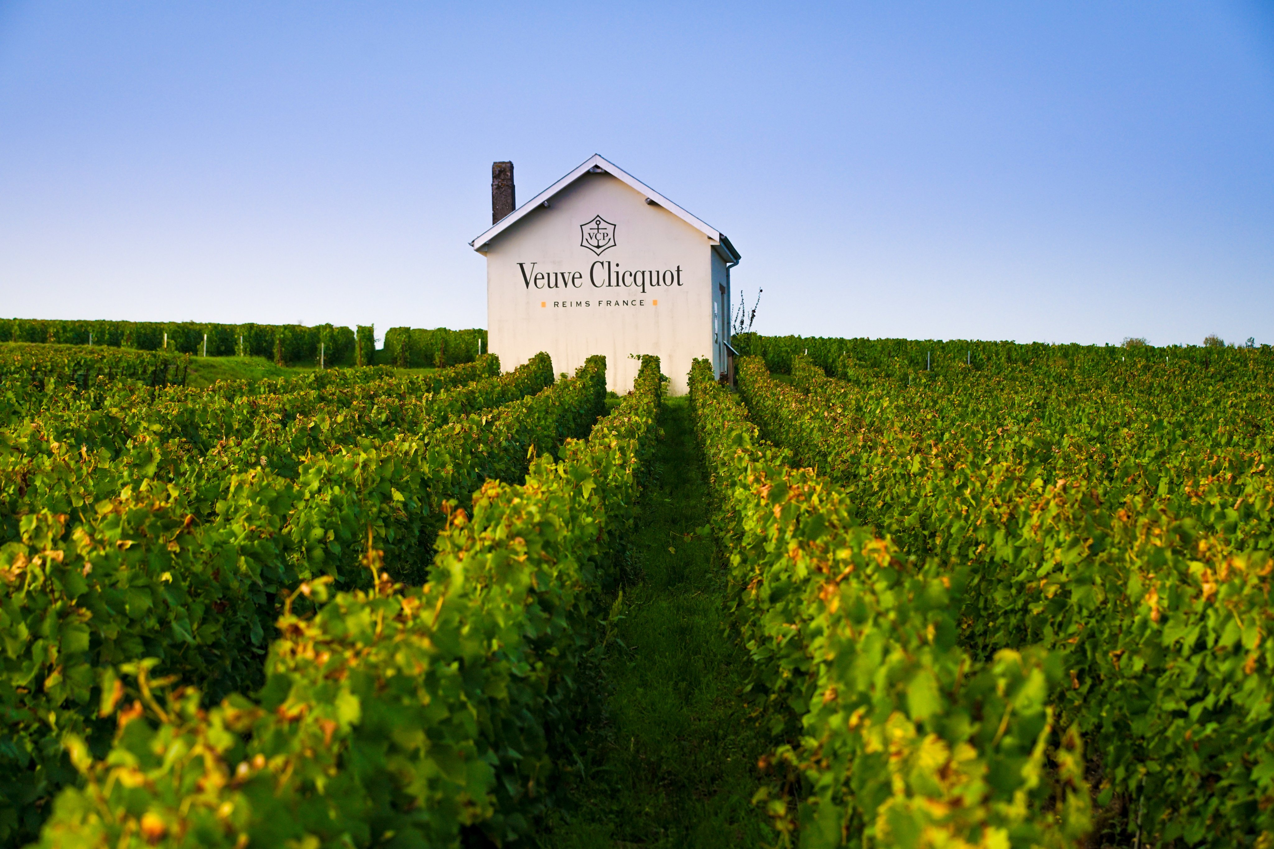 LVMH on X: Veuve Clicquot plants the vineyard with grass and