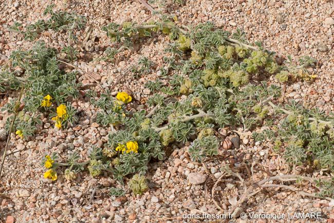 DORIS_ffessm's tweet photo. Une jolie #plante discrète vient étaler ses #fleurs jaunes sur le site DORIS : la luzerne marine
LAMARE Véronique, PAVON Daniel in : #DORIS, 21/05/2020 :
Medicago marina L., https://t.co/p5jHGPyLg8
#Angiospermes #sable #biodiversité https://t.co/o8ZBpZsm4s