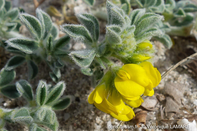 DORIS_ffessm's tweet photo. Une jolie #plante discrète vient étaler ses #fleurs jaunes sur le site DORIS : la luzerne marine
LAMARE Véronique, PAVON Daniel in : #DORIS, 21/05/2020 :
Medicago marina L., https://t.co/p5jHGPyLg8
#Angiospermes #sable #biodiversité https://t.co/o8ZBpZsm4s
