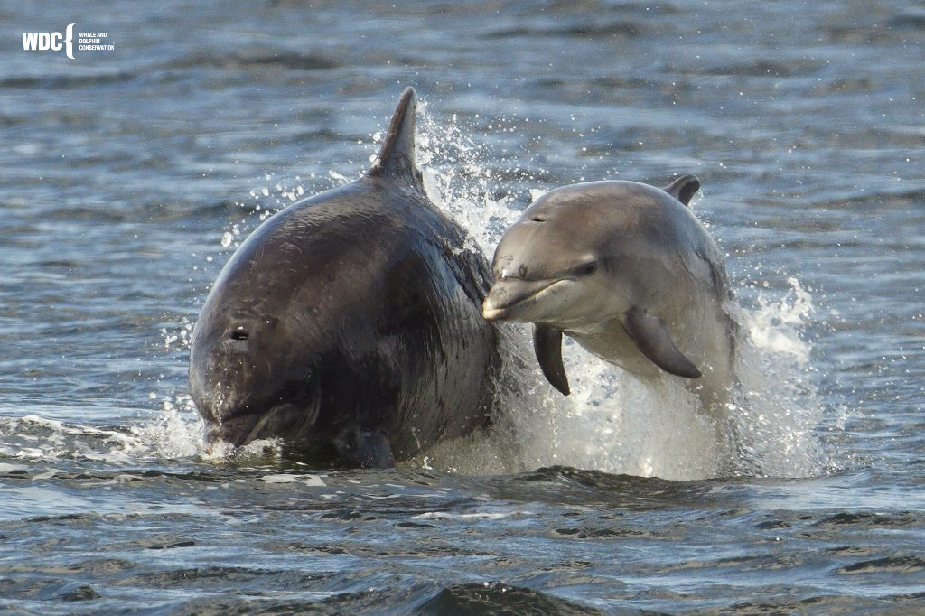 whalesorg's tweet photo. We hope you are managing to connect with loved ones during this difficult time. Want to show someone special some love? Adopt a dolphin as a gift today 💙🐬 https://t.co/4fVOmOFeYT https://t.co/Y9xylhbueb