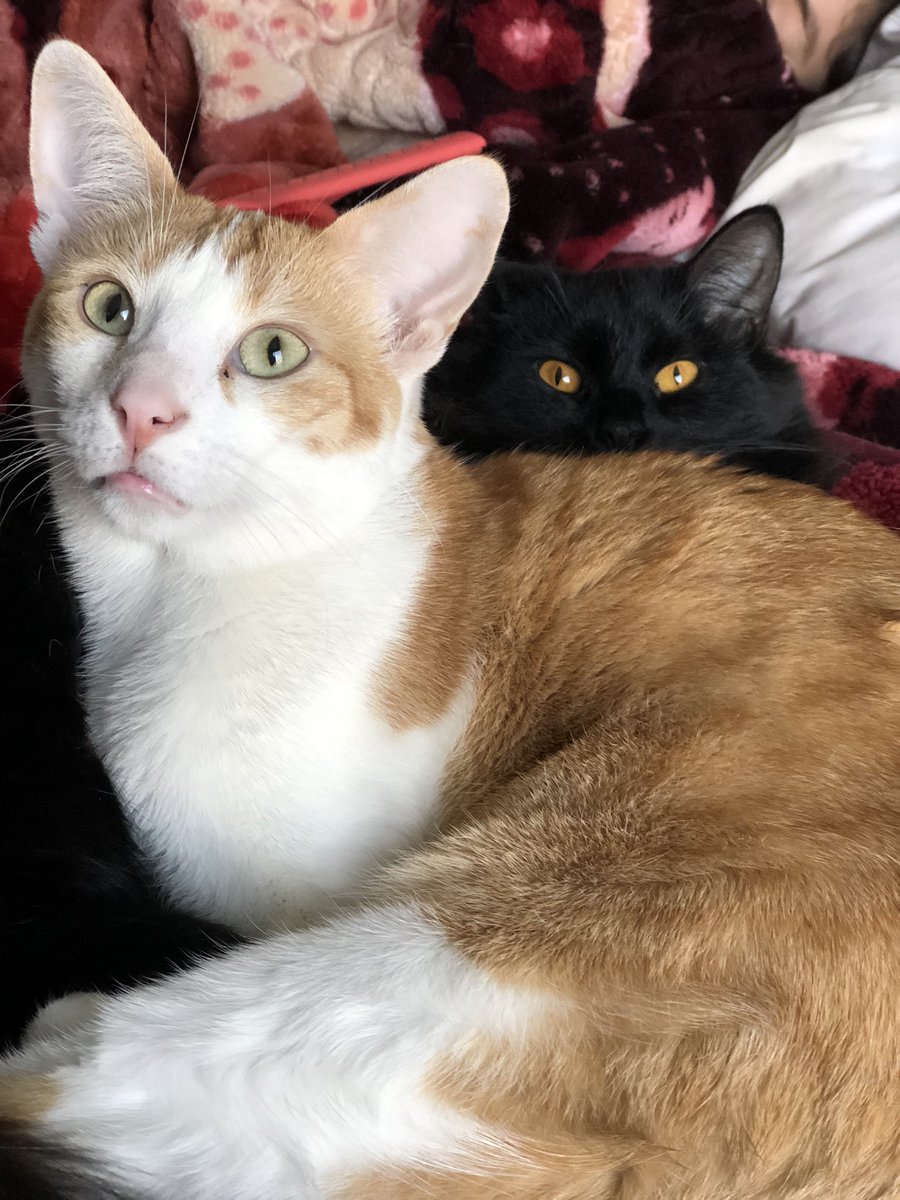 Spanish_Whisper's tweet photo. My cat Tonchi and his shadow buddy Salem #catlover #catlady #crazycatlady #ilovecats #orangecat #blackcat #everywhereacat #meow #Caturday #CatsOfTwitter #cat #CatsOfTheQuarantine https://t.co/bKscrsDuUr