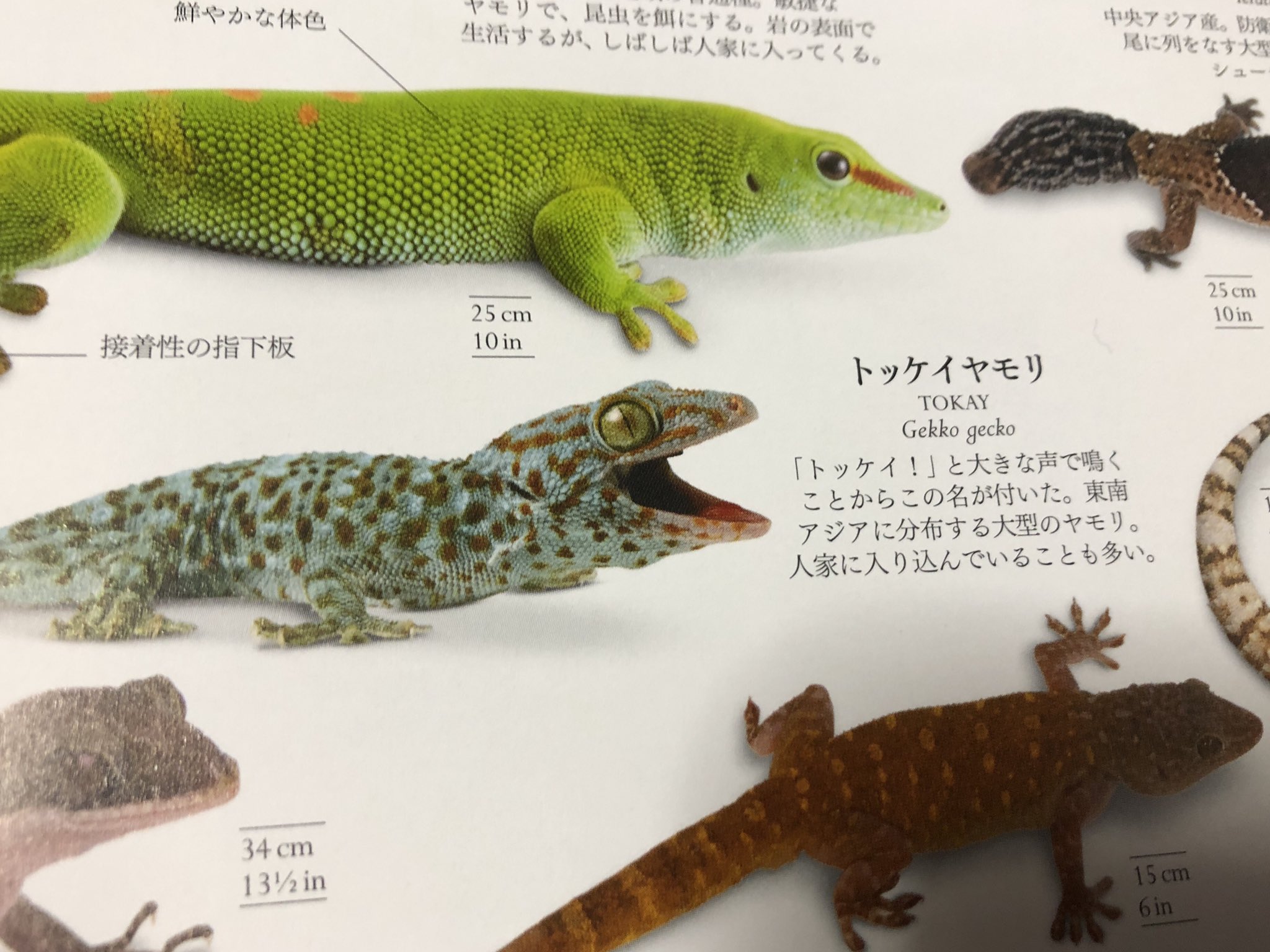 ぬまがさワタリ ゆかいないきもの超図鑑 3 8発売 ピカチュウって名前の生物が ピカチュウ って鳴くのそのまんますぎんか と言いたいところだが トッケイ って鳴くからトッケイヤモリ 英名tokay と同じ名付け方なのかもしれないな T Co ぬまがさワタリ ゆかいないきもの超図鑑 3 8発売 ピカチュウって名前の生物が ピカチュウ って鳴くのそのまんますぎんか と言いたいところだが トッケイ って鳴くからトッケイヤモリ 英名tokay と同じ名付け方なのかもしれないな T Co
