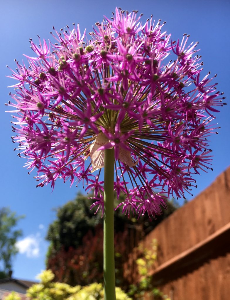 scoropaul's tweet photo. @DawnDanger @JulesItsjules roses still going strong and the Alliums have now reached full flower #keeptheairclean https://t.co/rP6LkZuSf9