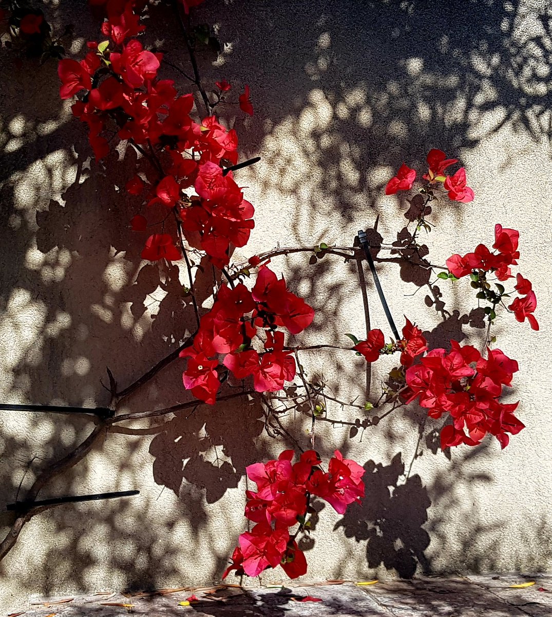MarCalloch's tweet image. Bougainvillier rouge prémices de l'été 
Belle journée à tous
