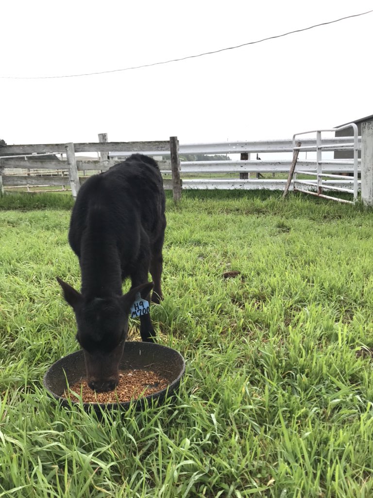 HLG52's tweet photo. Ranch Rule: If you feed the bottle calf, the bottle calf gets your brand #fancymarie #bottlecalf #ranchlife https://t.co/wi0Mzzpzqz