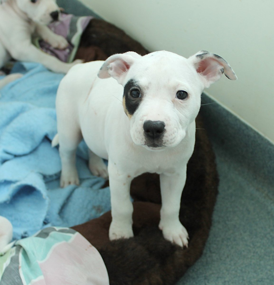 A #ForeverHomeFriday with fluffy new friends 🥰❤️🐾 Please keep in mind that you must have an appointment to visit us! Once you complete the pre-adoption application, email it to us at tricountyfrontdesk@gmail.com ✨😊 
tricountyanimalrescue.com/adoption-proce…