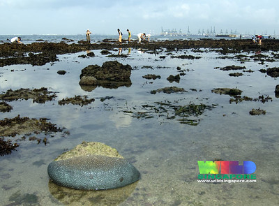 994 #marine #species across 27 intertidal sites in #Singapore according to two decades of #CitizenScience wildsingapore.com/wildfacts/

#BiodiversityDay 

lkcnhm.nus.edu.sg/app/uploads/20…