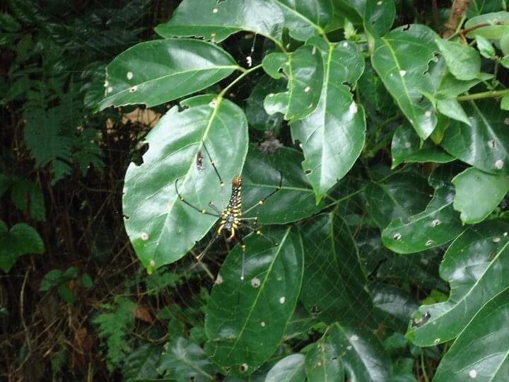 But if you stay in the middle of the jungle you have to be prepared to encounter *all kinds* of wildlife.