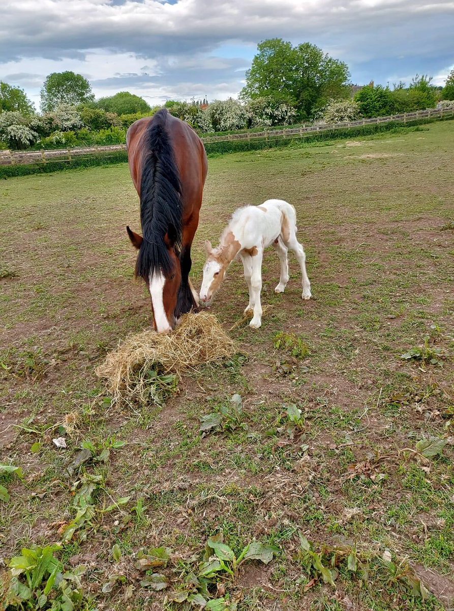 Coloured Cob Equestrian Centre tweet media
