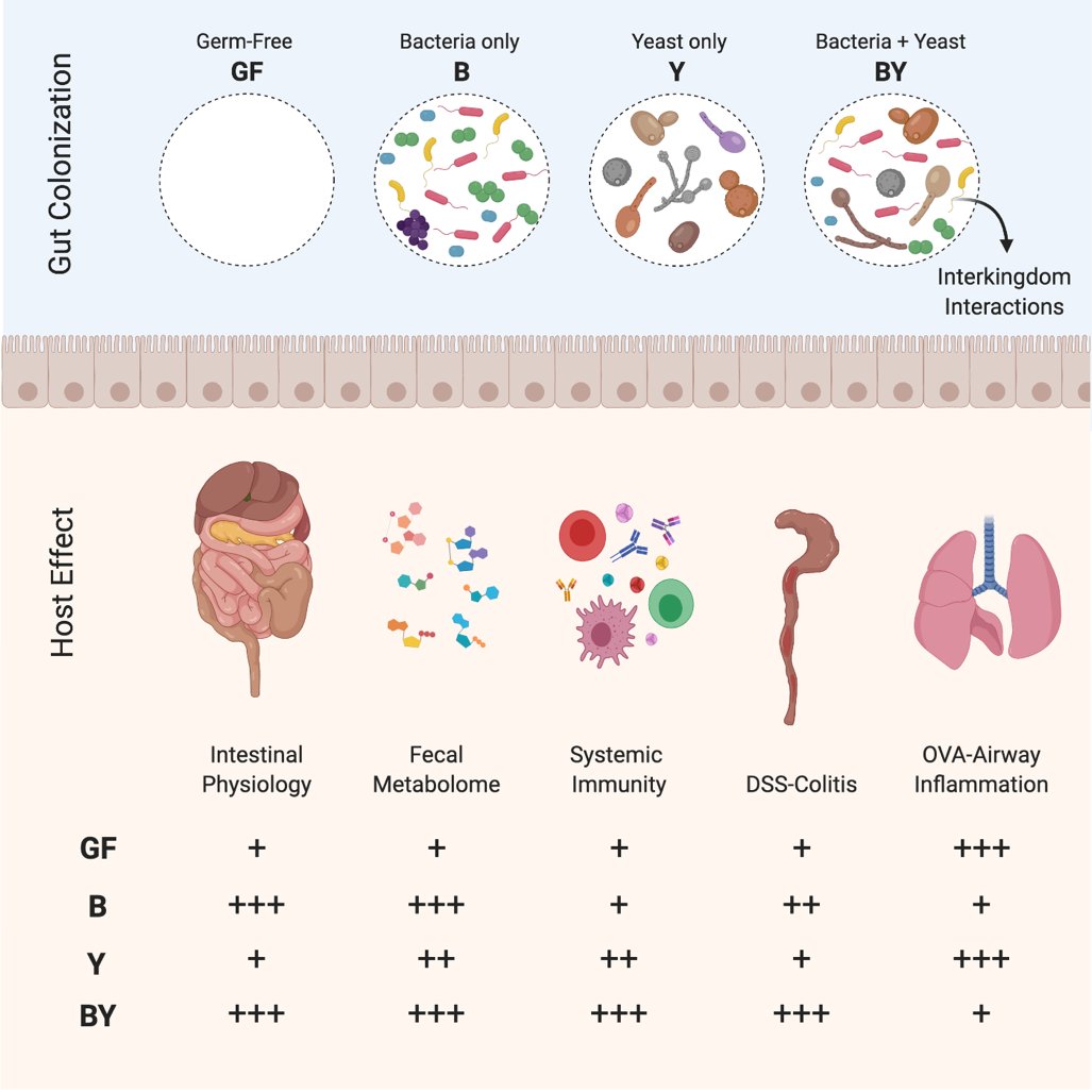 Marie-Claire Arrieta (@arrietalab) on Twitter photo New paper from our lab <a href="/NatureComms/">Nature Communications</a> showing that #fungi are true gut residents and directly involved in host immune education.
➡️Read the work here go.nature.com/2ZsaFKd
This was a huge effort from <a href="/erikvtb/">Erik van Tilburg Bernardes</a> @PettersenVK and many more! New paper from our lab <a href="/NatureComms/">Nature Communications</a> showing that #fungi are true gut residents and directly involved in host immune education.
➡️Read the work here go.nature.com/2ZsaFKd
This was a huge effort from <a href="/erikvtb/">Erik van Tilburg Bernardes</a> @PettersenVK and many more!