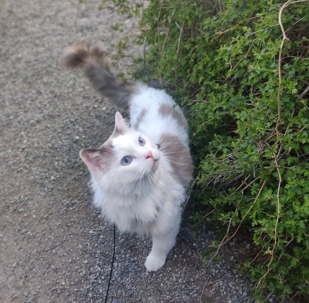 He saw a bird 