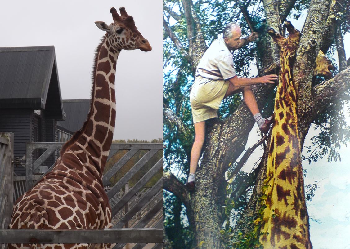 Modern  #mammals were involved in Prothero's argument too - in particular  #giraffes. The reasons for this are complex and the easiest thing to do is point you to the  #TetZoo article...  http://tetzoo.com/blog/2020/4/21/stop-saying-that-there-are-too-many-sauropod-dinosaurs-part-3