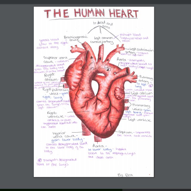 science_at's tweet photo. How talented is Bea? Her diagram reminds me of the drawings @theAliceRoberts does. Definitely a #creativescientist 🫀👩🔬🎨 https://t.co/xKXq2A3teM