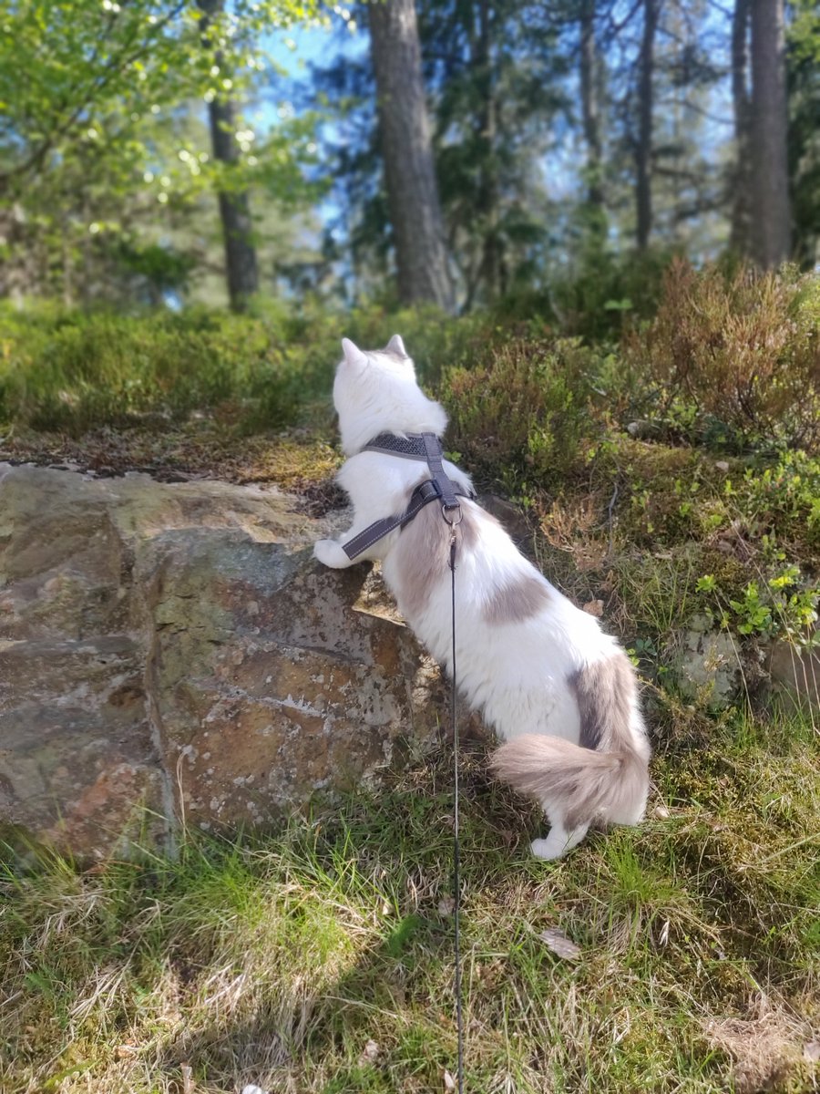 Loooong (Also i prob need to buy a new harness, this one is too big now since he is less chonky)