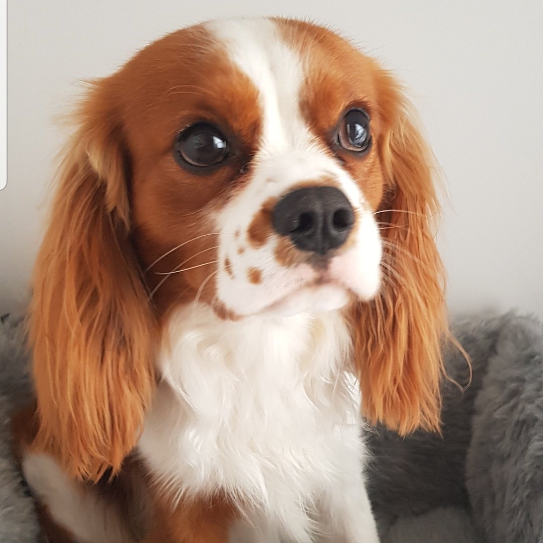 BremsKerri's tweet photo. Who doesn't love a dog pic to break up Twitter feed! So gorgeous ❤🐶#kingcharlescavalier #doglife #nearly1 https://t.co/STBin7MBgh