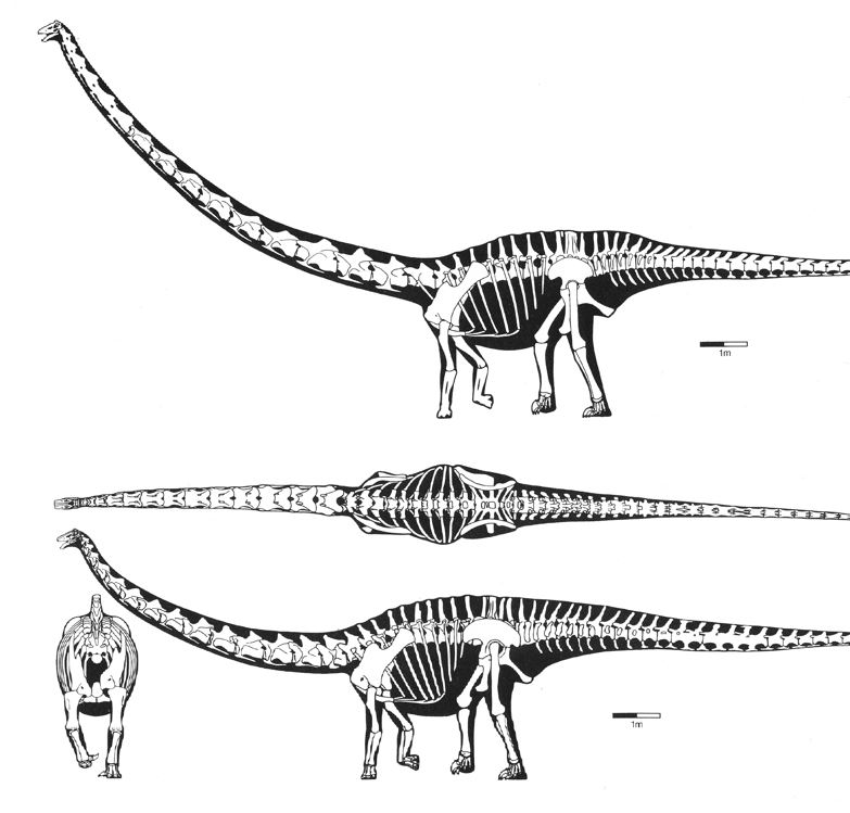 Suffice to say that osteological variation within extant megamammal taxa - even those now suspected to be species complex (like extant Giraffa) - is subtle and not like the significant variation seen in the Morrison  #sauropods Prothero compared them with. Ok, moving on...