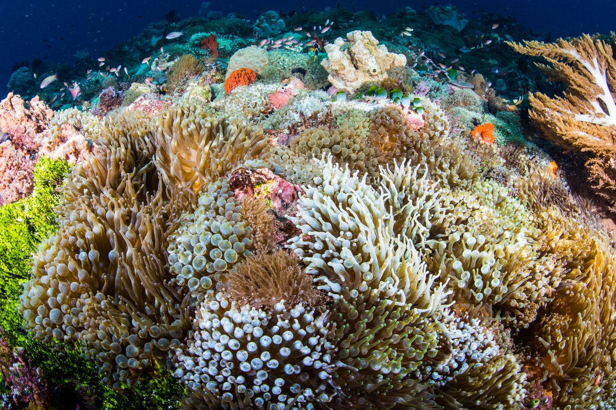 Coral video. Коралловый Барьерный риф. Атлантический океан коралловый риф. Барьерный риф кораллы. Великий Барьерный риф Австралия моллюски.