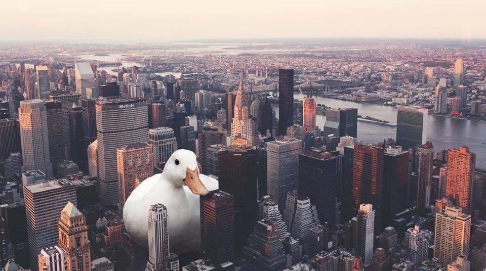 FuckGothClaudia's tweet photo. How come that I didn’t notice such a huge duck back in NYC https://t.co/U8ICkF6kot