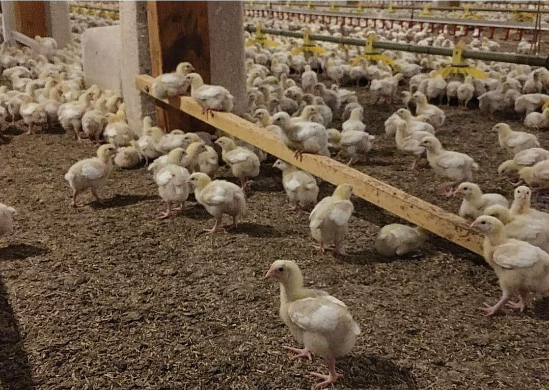 Natural behaviour is encouraged by putting out play bales and perches for the chickens to climb on! 
#poultry #ilovechicken #buybritish #broiler #chicken #ukfarming #farminguk #redtractor #chickensoftwitter #broilerfarming