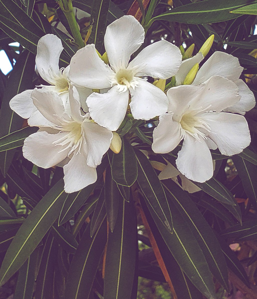 It isn't what happens to us that causes us to suffer; it's what we say to ourselves about what happens. ~Pema Chodron

#lovemorefearless #unconditionallove #mothertoall #changeyourthoughts  #loveternally #shadowwork #love #pemachodron #oleander #poisonintomedicine #fridayflowers