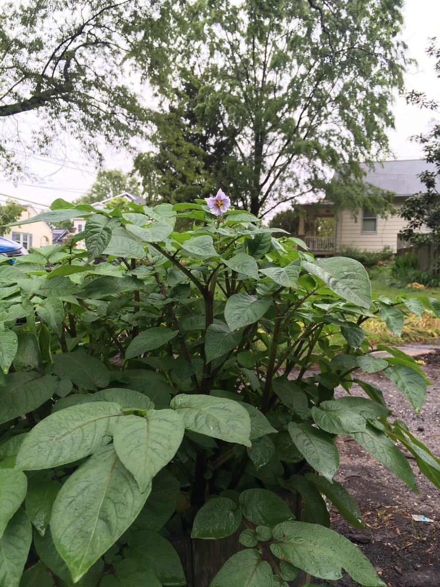 potato flower :)