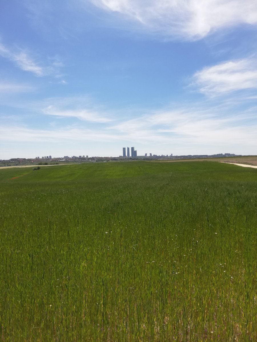 JLecue's tweet photo. @Shirataraxia Las torres desde Fuencarral el Pardo https://t.co/Viv2BmNjZQ