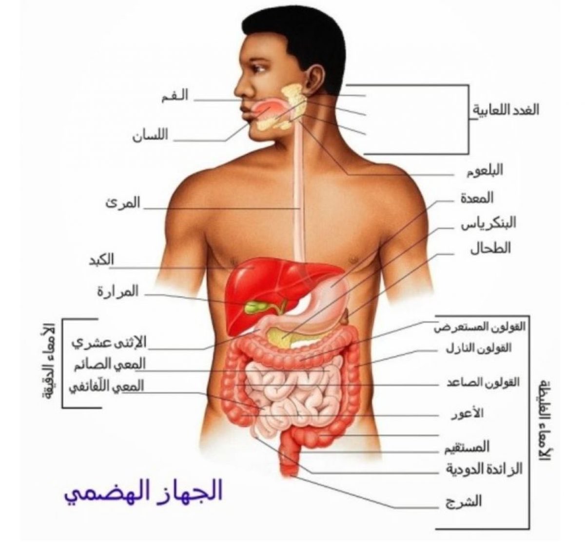 اعراض القرحة الهضمية