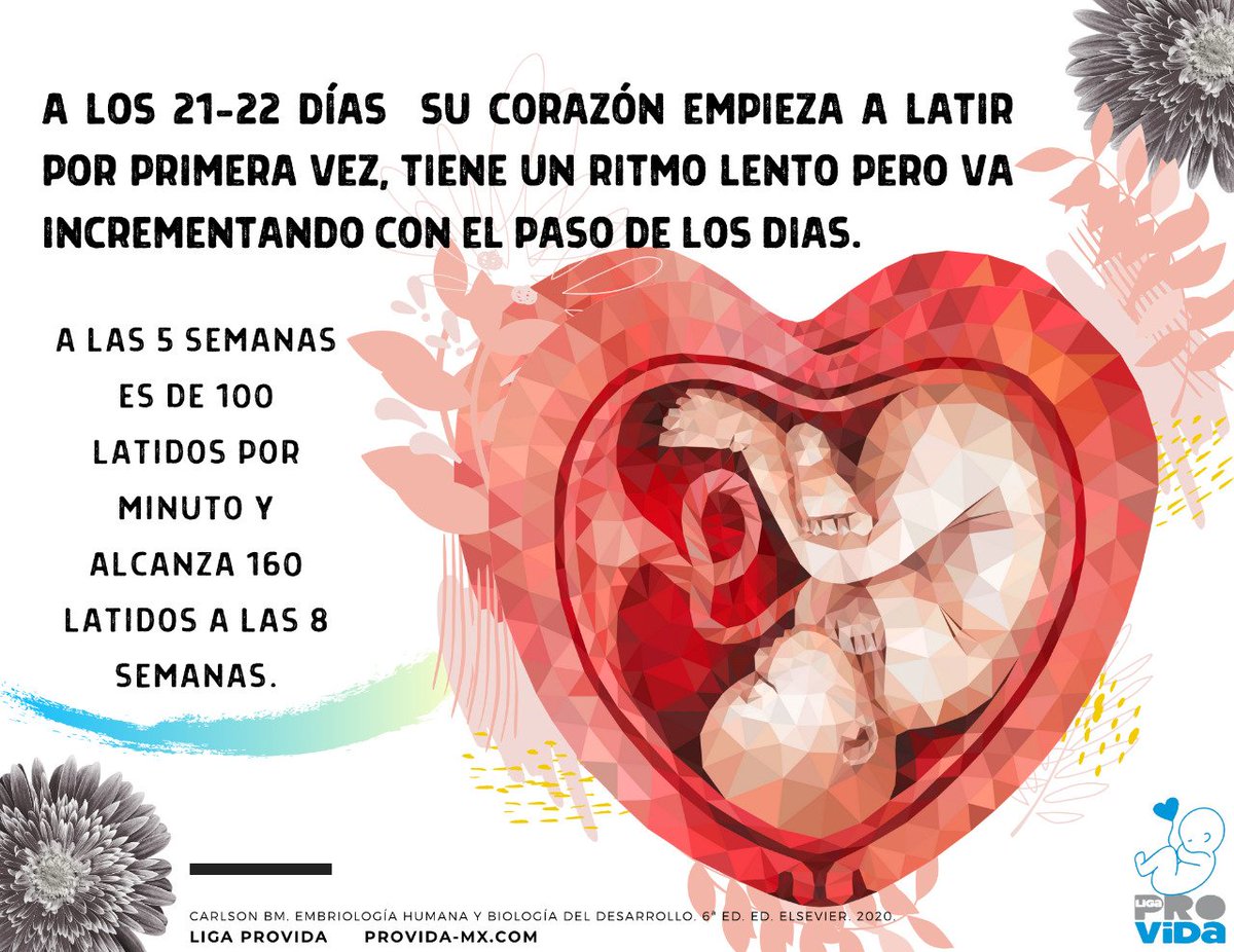 urielesqueda4's tweet photo. ¿Cuando comienza a latir el corazón de un bebé? #ConAbortoNoTeVoto
💙💙 https://t.co/dK2vyMfUmK