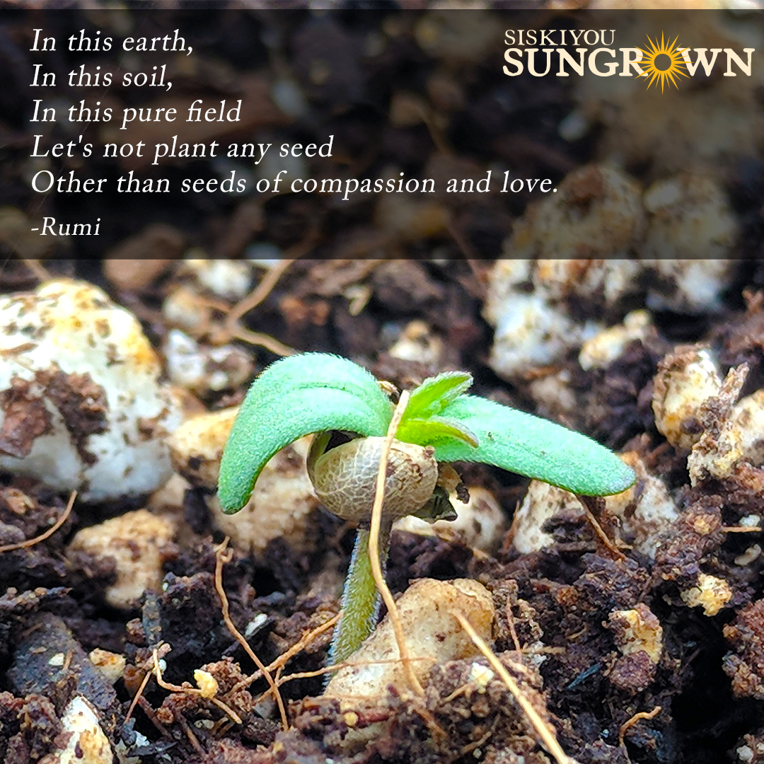 siskiyousungrow's tweet photo. "In this earth, in this soil, in this pure field, let's not plant any seeds other than seeds of compassion and love." -Rumi 

#siskiyousungrown #siskiyousungrowncbd #motivationalquote #inspiration #cbdcommunity #feelbetter #givethanks https://t.co/uRmIq49xhx