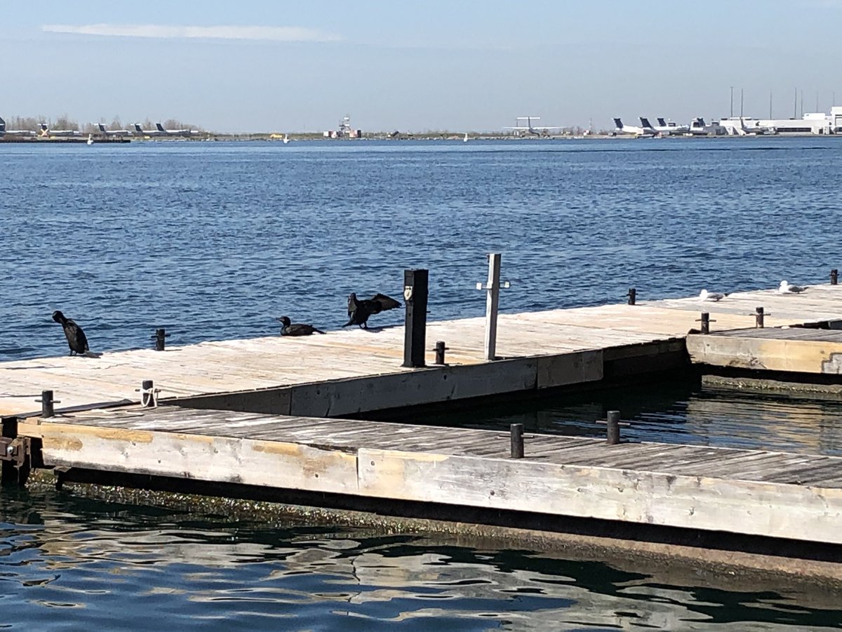 been trying to figure out what these three black birds I see every day arethen today one one struck this pose - wings extended in engulfing gesture - and I recognized it from Milton’s description of Satan atop the Tree of Life and Christian exegesis thereofthey’re cormorants!