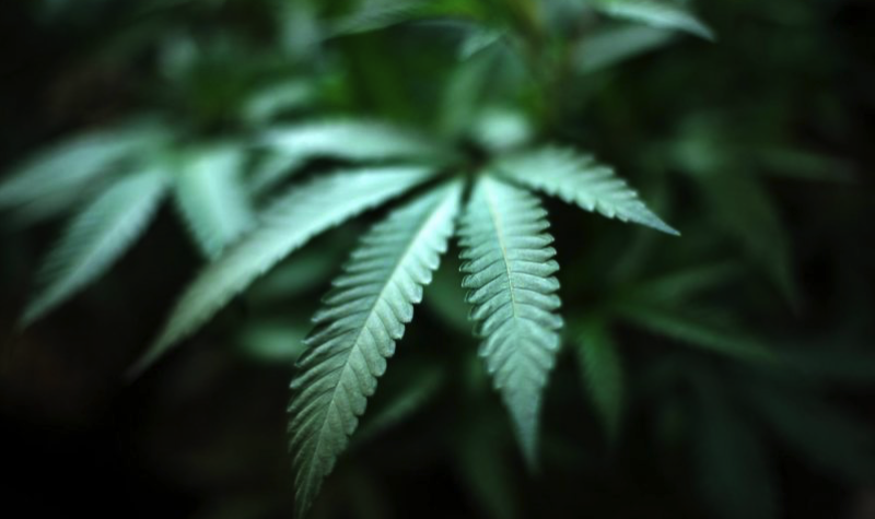 WeedToKnowBasis's tweet photo. El Paso County breaks up three illegal marijuana grows https://t.co/SB8I0QJaXg via @cannabist https://t.co/2VIRfJRY8O