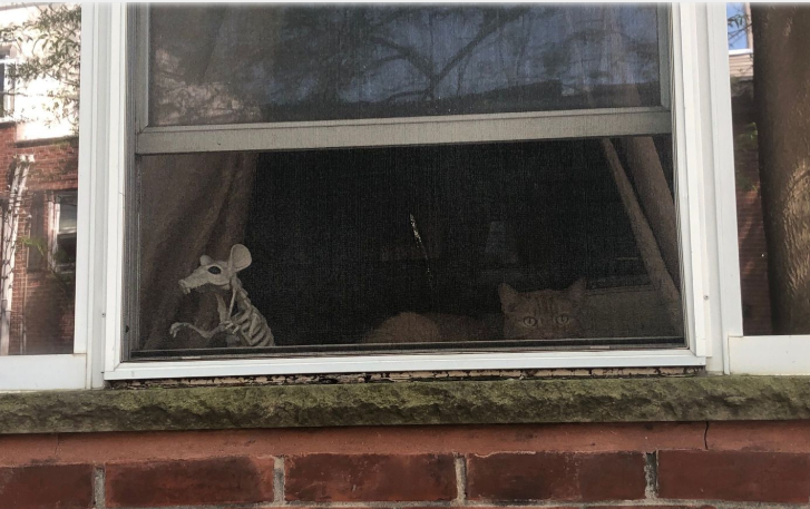 Not sure which one of these fellows freaked me out more when I looked up at this window...