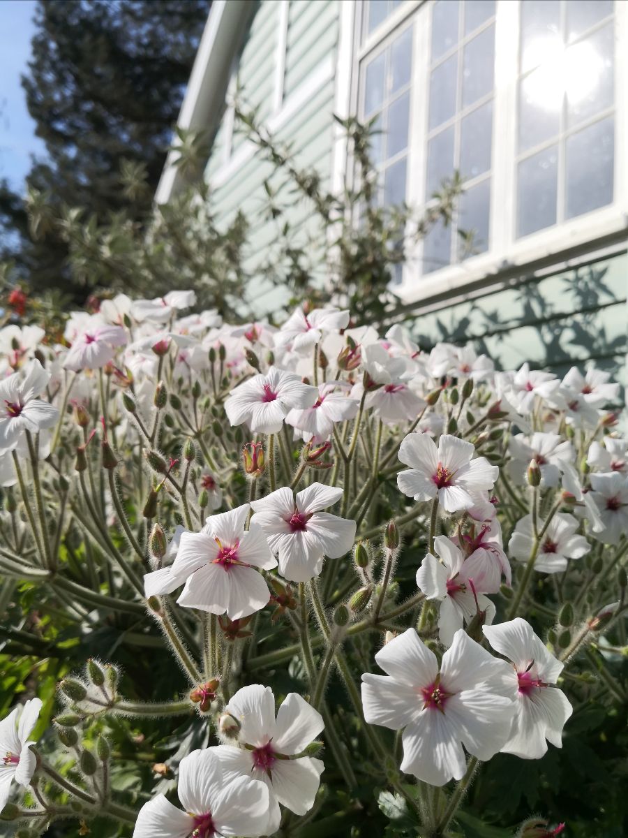 Ventnor Botanic Garden tweet media