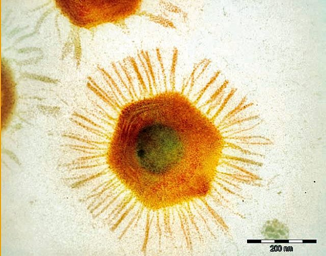 Viruses are normally small, but Mimivirus - as it came to be known - was a monster. It was big enough to be seen under a normal microscope and its genome was far bigger than it needed to be for a virus, with almost a thousand protein-coding genes.