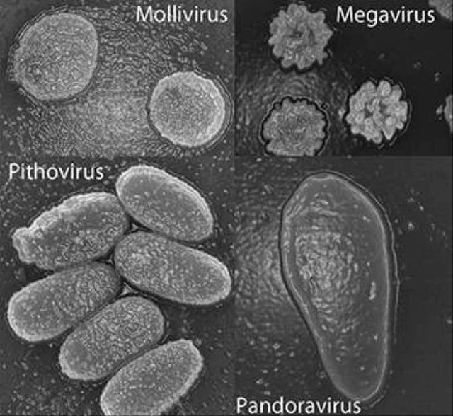 Since 1992 a number of other scary sounding giant viruses - Pandoravirus, Megavirus etc - have been found. Stranger still these can themselves become infected by other, simpler viruses. So what's going on?