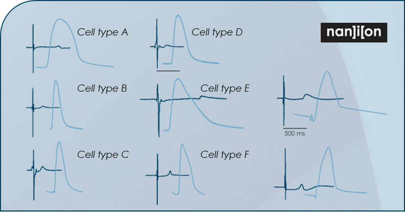 NanionTech's tweet photo. Do you have cardiomyocytes generated from diseased backgrounds to study? Or engineered genotypes, where you want to capture phenotypic differences in electrophysiologic or contractile behaviour?

Learn More: https://t.co/6xSHqTPkp4

#iPSC #cardiac #cardiomyopathy #hypertrophy https://t.co/R9UKrWzcSW