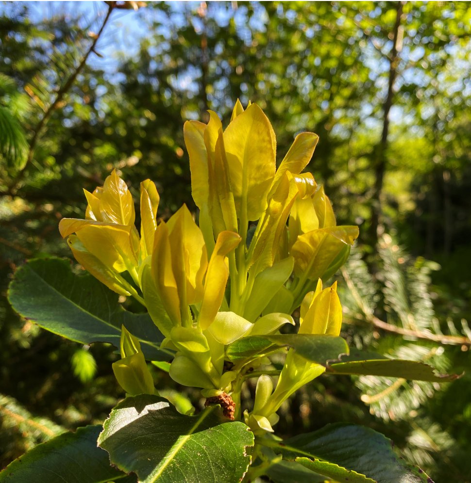 FoDiscoveryPark's tweet photo. Madrone shoots in Seattle's Discovery Park today.
..
..
..
..
#DiscoveryPark #Wildflowers #wildflower #FortLawton #FriendsofDIscoveryPark https://t.co/t3Q1H9bQeE