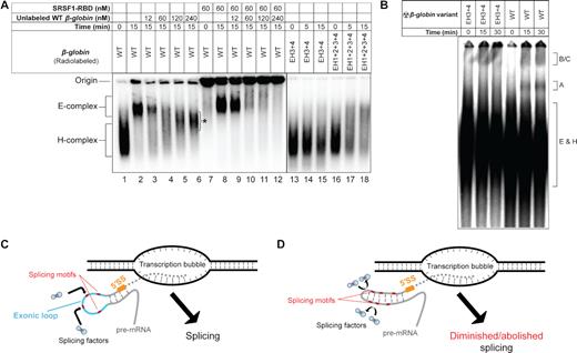 OTSociety's tweet photo. Structural Disruption of Exonic Stem-Loops Immediately Upstream of the Intron Regulates Mammalian Splicing
#splicemodulation #oligonucleotides #antisense
@isa_aznarez @oligogirl @lab_zhou @ToshifumiYokota @timyu @Jandritu @suzanmhammond @OlgaAnczukow
https://t.co/WoSq1c0kTi https://t.co/jl5m7H7Kop