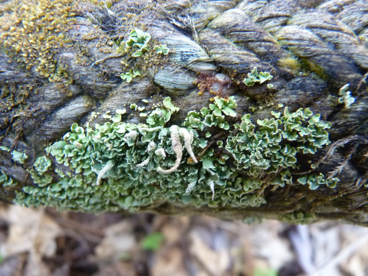 Lichens growing on an old ship's rope: A thread.First off:Cladonias! Looks like some sort of powderhorn species, but not sure which powderhorns are local.