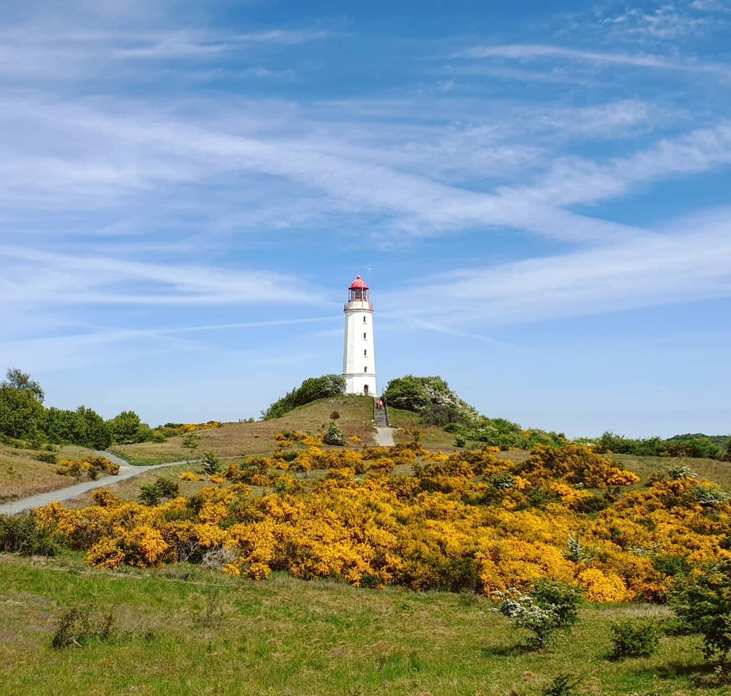 #Ginsterblüte am Wahrzeichen der Insel #Hiddensee 😍

#inselliebe #ginster #naturfotografie #wirsindinsel #instanature #instapic #natureinstagram #naturfotografie_deutschland #hiddenseeforum #wirsindinsel #leuchtturmdornbusch #leuchtturmliebe #ginstergram instagr.am/p/CAfcJCMILEb/
