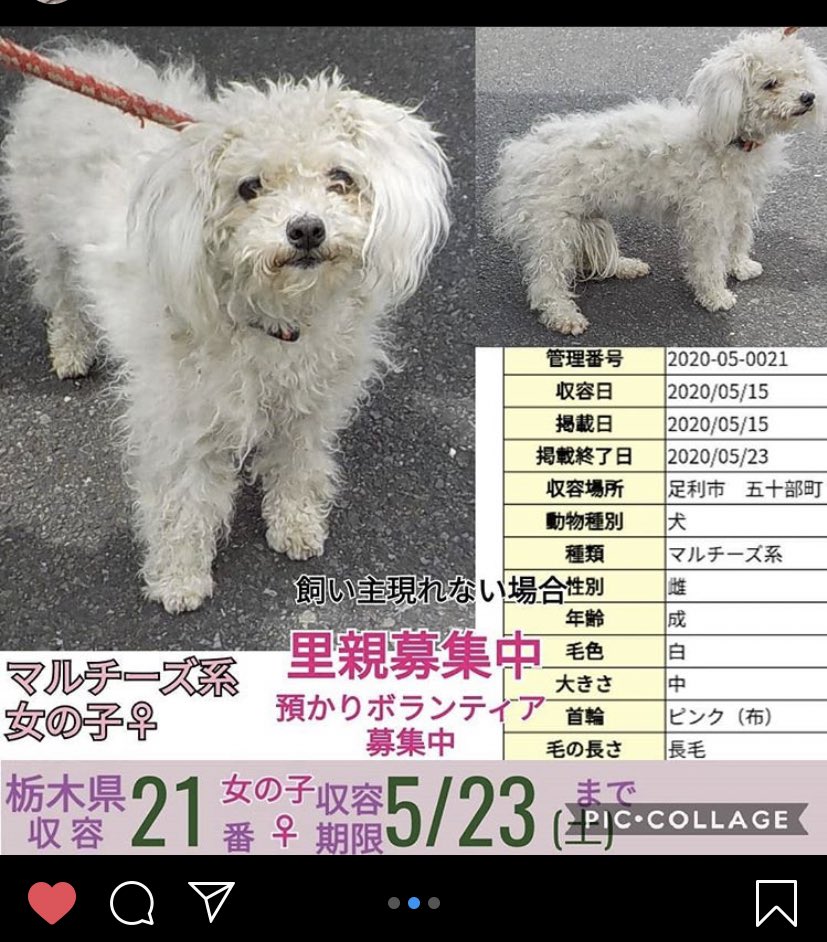 栃木動物愛護センター Twitter Search