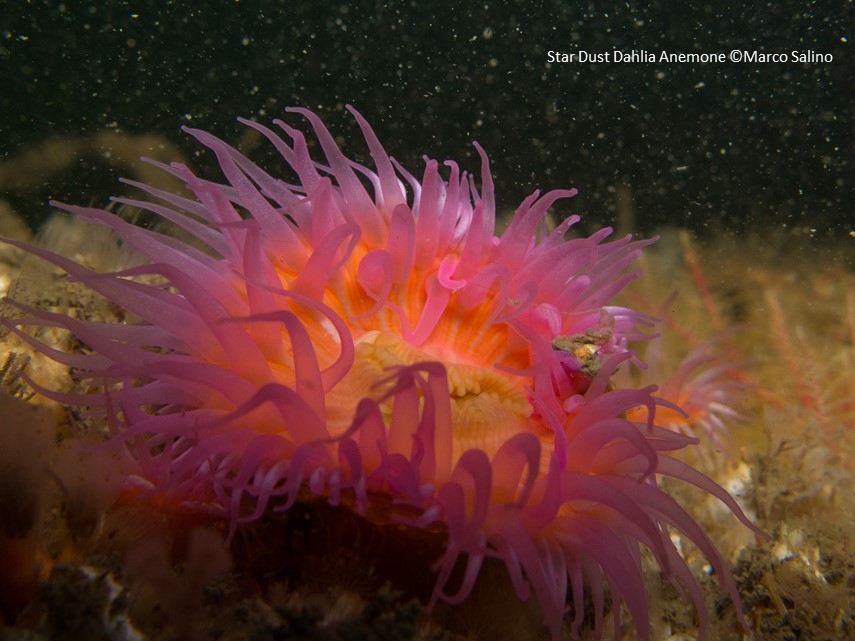Dublin City Council (@dubcitycouncil) on Twitter photo The underwater world off North Bull Island in the Dublin Bay Biosphere - What better way to celebrate European Parks Day and biodiversity week than admiring the amazing underwater species located there.  #ParksForHealth #biodiversity #dublinbaybiosphere The underwater world off North Bull Island in the Dublin Bay Biosphere - What better way to celebrate European Parks Day and biodiversity week than admiring the amazing underwater species located there.  #ParksForHealth #biodiversity #dublinbaybiosphere