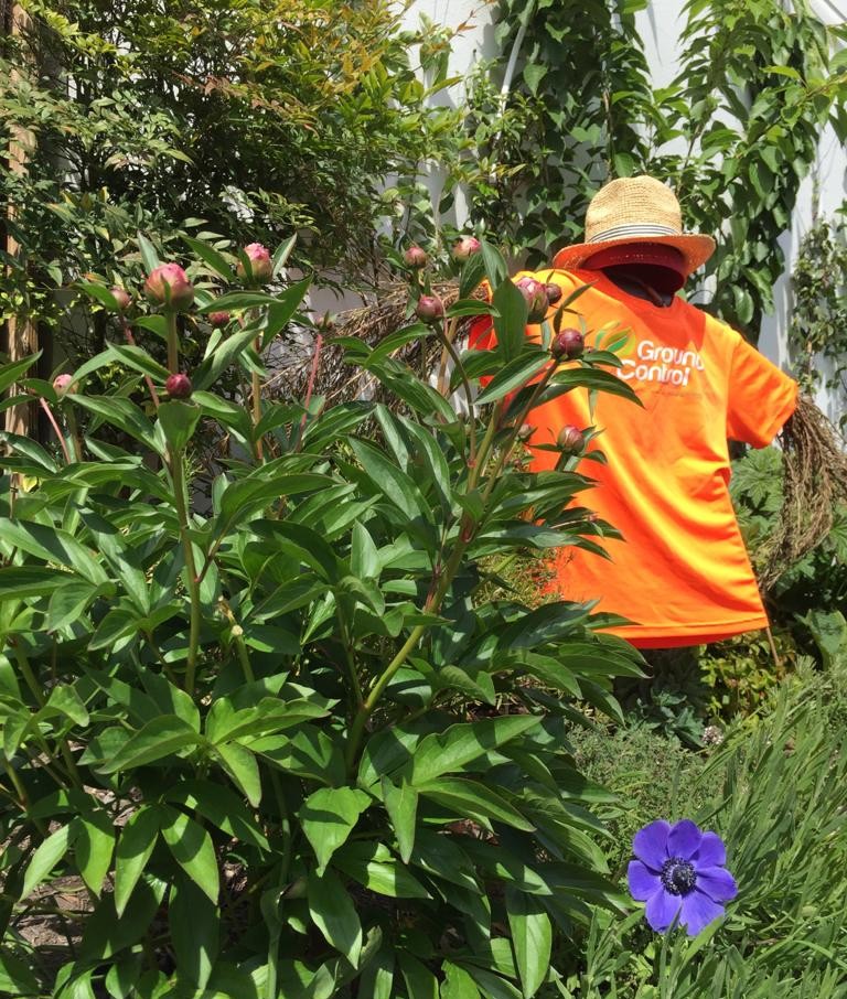 GroundControlGC's tweet photo. In THIRD place for the #GCFlowerShow is.... Peter Mountford. Congratuations!

“nice scarecrow, Pete! I can see you wearing that hat yourself as you enjoy a Pimms on the terrace! I like all the terracotta too, very nice” – Graham https://t.co/iaPB1dbUIB